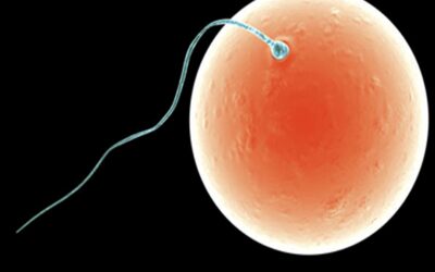 How Does Conception Take Place?