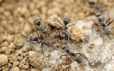 Should we really start eating insects and worms? 5 reasons why I say NO!